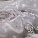 originally posted to Flickr as Momias Chichorro de Arica: 10 mil años de antigüeda; https://www.flickr.com/photos/82149176@N00/2097144930