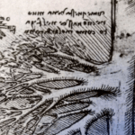 The hepatic blood vessels illustrated by Leonardo Da Vinci