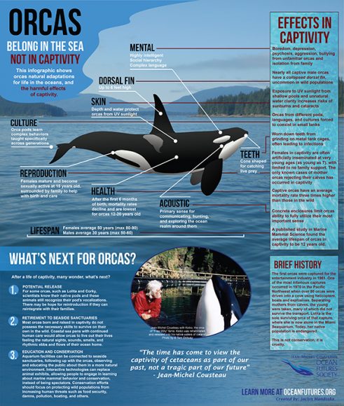 Orcas Gone Mad: Effects Of Captivity – StMU Research Scholars