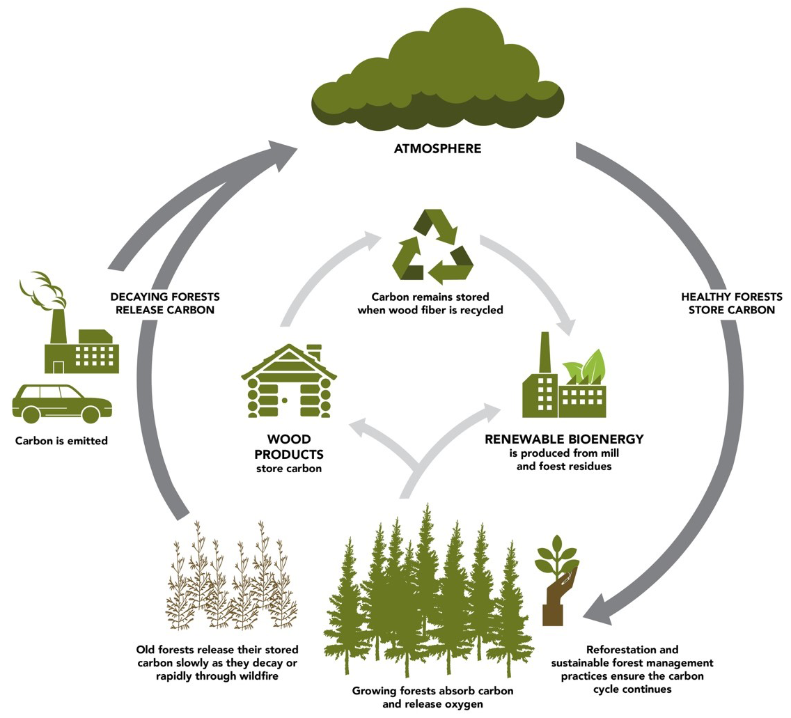 Democracy In Forest Management Why Are Stakeholders The Key To Forest Sustainability Stmu