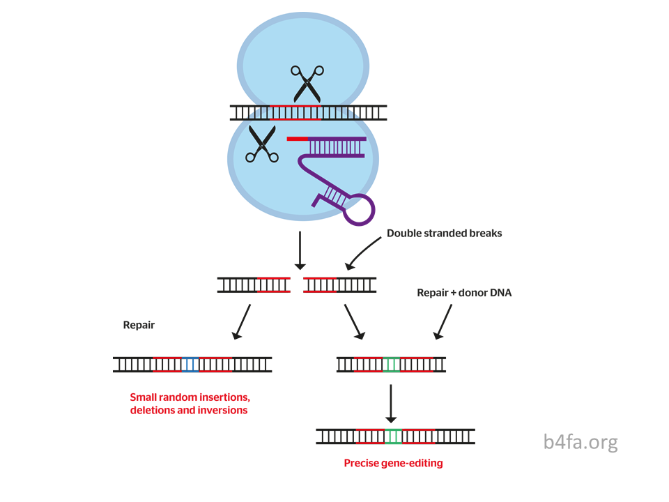 The Ethical Borders of Gene Editing of Human Embryos – StMU Research ...