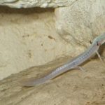 A Texas Blind Salamander in its dark habitat, via Brian Gratwicke.