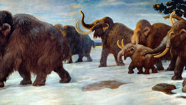 An Issue of Mammoth Proportions: Why Woolly Mammoths Should Not Be ...