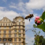 Inner-city life: bees prefer built-up areas to fields.