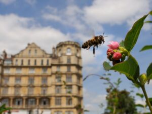 Inner-city life: bees prefer built-up areas to fields.