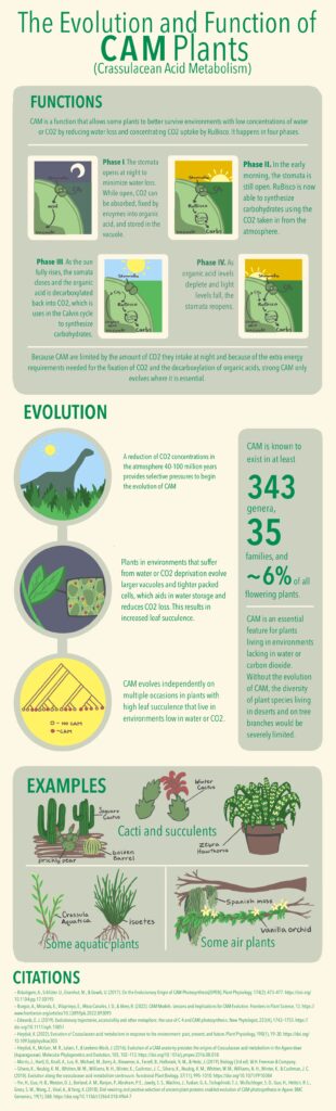 The Evolution and Function of CAM Plants – StMU Research Scholars