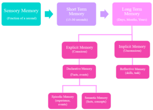 Where are memories stored in the brain? - Queensland Brain Institute -  University of Queensland