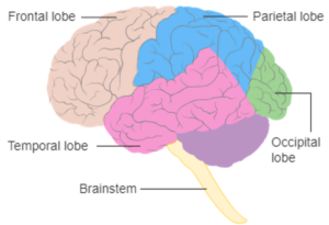 Types of memory - Queensland Brain Institute - University of Queensland