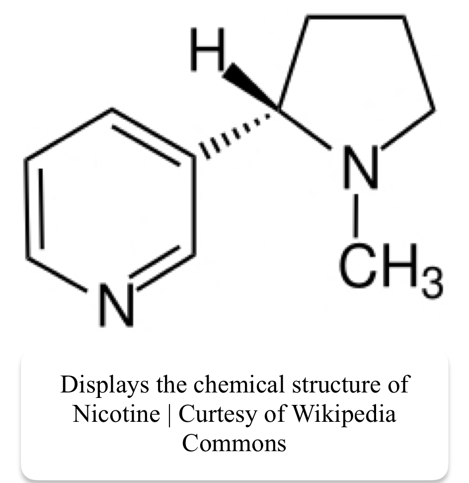 How does vaping affect your brain development? StMU Research Scholars