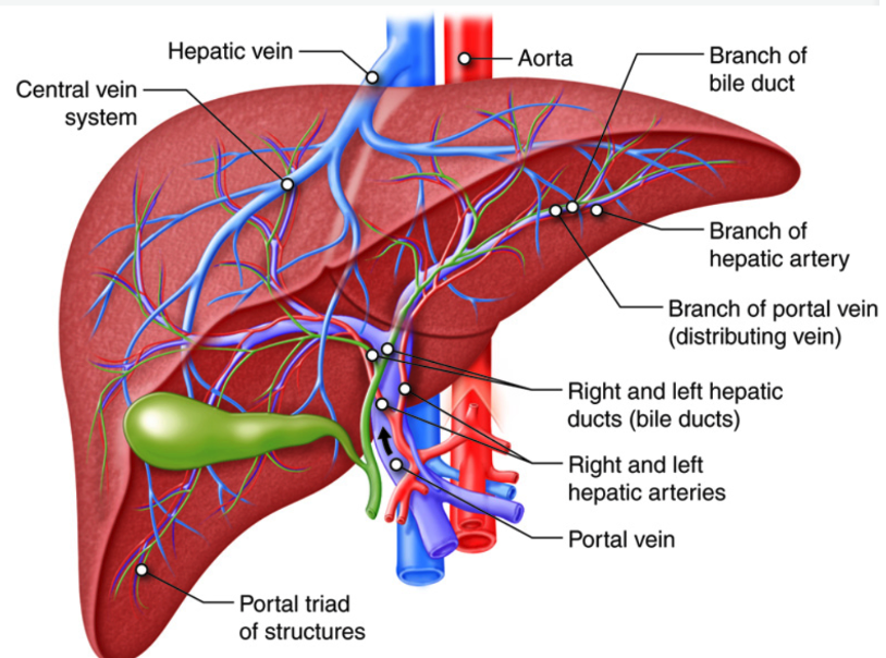 Diagram of Liver