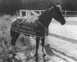 Sergeant Reckless wearing Blanket that designates her title and division. Courtesy of Wikipedia Commons. 