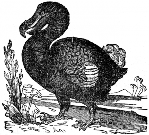 Painting of a Dodo bird 