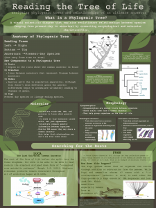 Reading Trees Left → Right Bottom → Top Ancestors →Present-Day Species