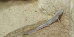 A Texas Blind Salamander in its dark habitat, via Brian Gratwicke.