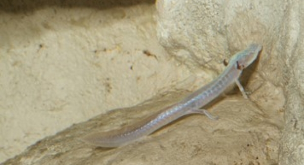 A Texas Blind Salamander in its dark habitat, via Brian Gratwicke.